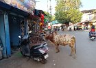 krowa na rynku w Canaconie