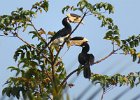 dzioborożec orientalny (malabar pied hornbill)