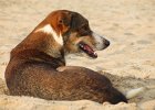 pies w piasku