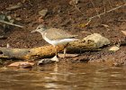 brodzec piskliwy (sandpiper)