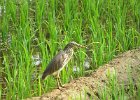 czapla siodłata (indian pond heron) na polu ryżowym