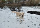 pies na śniegu (by Babcia)