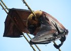 rudawka wielka (indian flying fox)