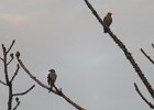 wilga i liszkojad (black-headed cuckooshrike) (?)