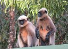 hulmany (malabar gray langur)
