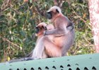 hulmany (malabar gray langur) przytulające się