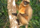 hulman (malabar gray langur)