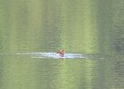 perkozek (little grebe)