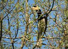 dzioborożec orientalny je (malabar pied hornbill)