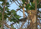 kukuła niebieskooka (blue-faced malkoha)