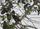 majna szara (jungle myna)