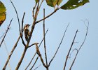 dzięcioł brązowogłowy (brown-capped pygmy woodpecker)