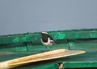 pliszka żałobna (white-browed wagtail) na koraklu