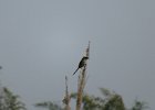 dzierzba zmienne (long-tailed shrike)