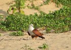 kania bramińska (brahminy kite)