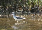 kwokacz (common greenshank)