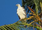 rybożer białobrzuchy (white-bellied sea eagle)