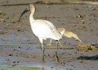ibis siwopiory (black-headed ibis)