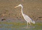 czapla rafowa (western reef heron)