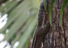 pasecznik trójpręgi (jungle palm squirrel)