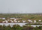 flamingi