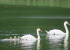 łabędzie
