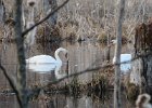 łabędzie w rezerwacie Borki
