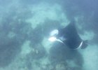 manta