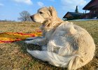 IMG 4866a
