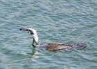 kormoran